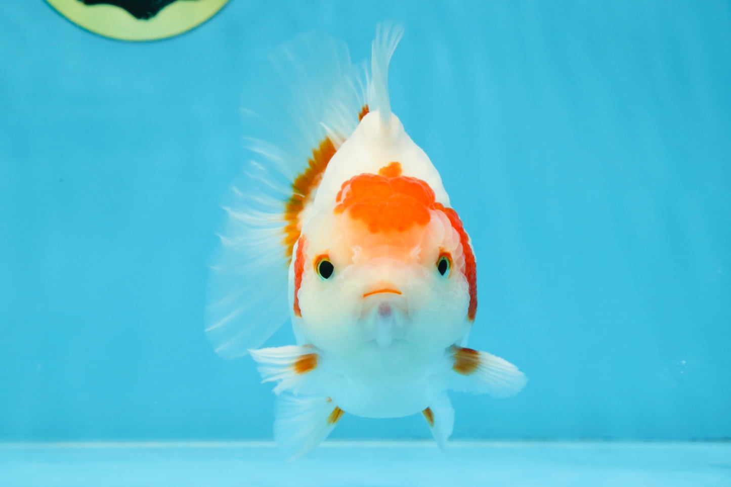 AAA Grade Red White Yuanbao Male 5 inches #100325YB_02