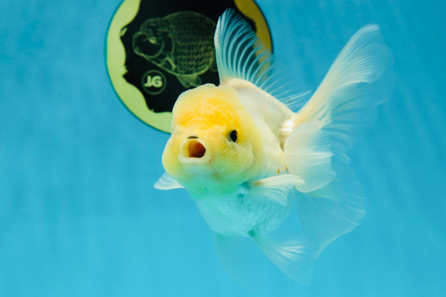 A Grade Puppy White Button Eyes Oranda Female 4.5-5 inches #050225OR_05