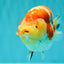 UNIQUE AAA Grade Super Kohaku Sakura LionKing 5-5.5 inches #092526LC_18
