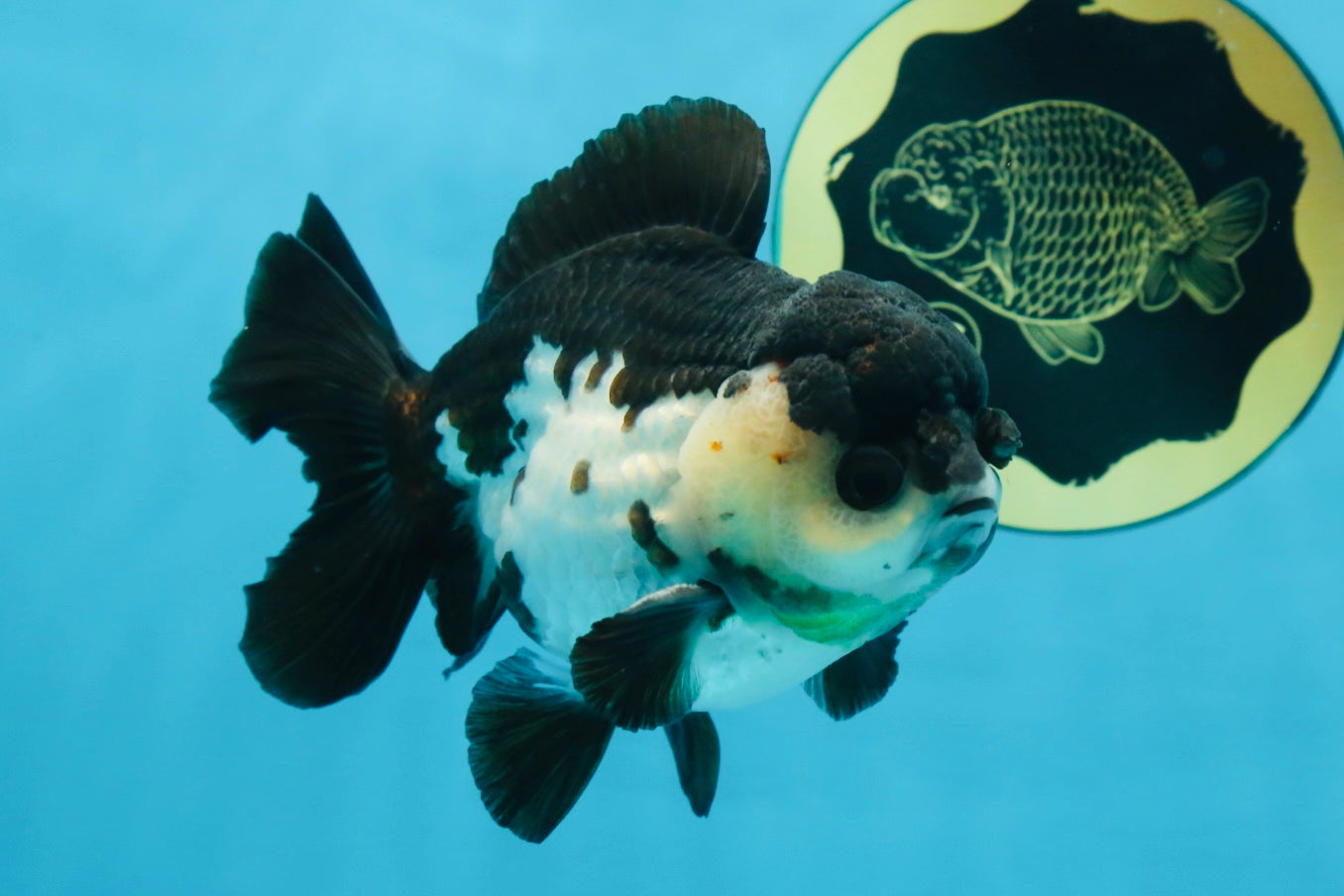 Pompom Panda Yuanbao Male 4.5 inches #072525YB_06