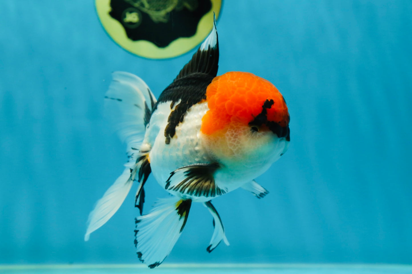 A Grade Tricolor Oranda Male 5.5 inches #050925OR_44