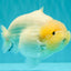AAA Grade  Diamond Scale White Sakura Shark Ranchu Male 5.5 inches #100226RC_27
