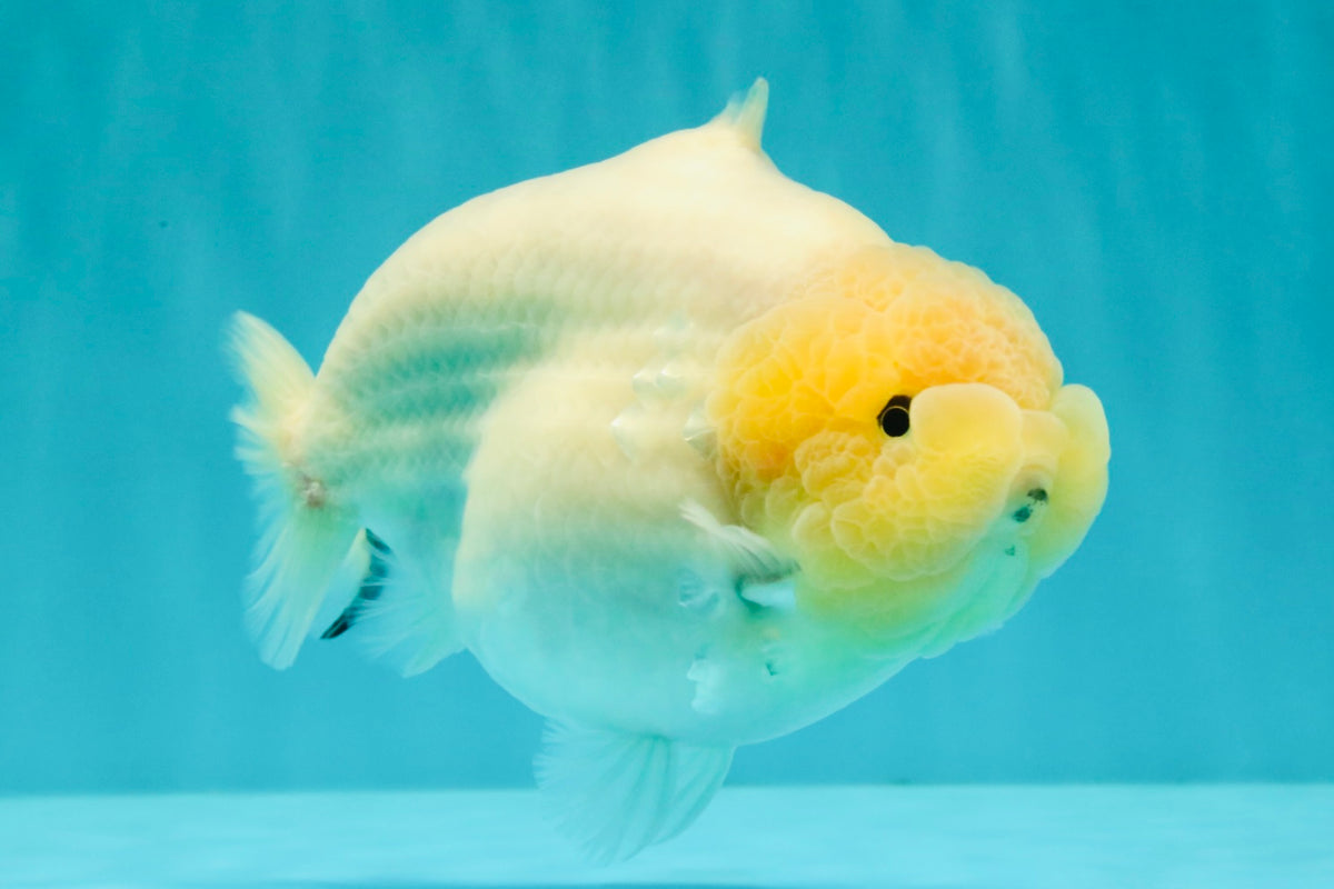 AAA Grade  Diamond Scale White Sakura Shark Ranchu Male 5.5 inches #100226RC_27
