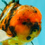 FLUFFY A Grade Tiger Oranda Male 6 inches #081426OR_05