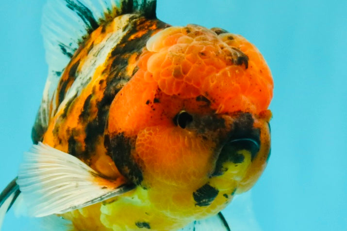 FLUFFY A Grade Tiger Oranda Male 6 inches #081426OR_05