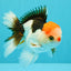 CLOWN A Grade Tricolor Oranda Male 5-5.5 inches #032026OR_14