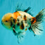 AAA Grade Marble Oranda Male 6-6.5 inches #071026OR_37
