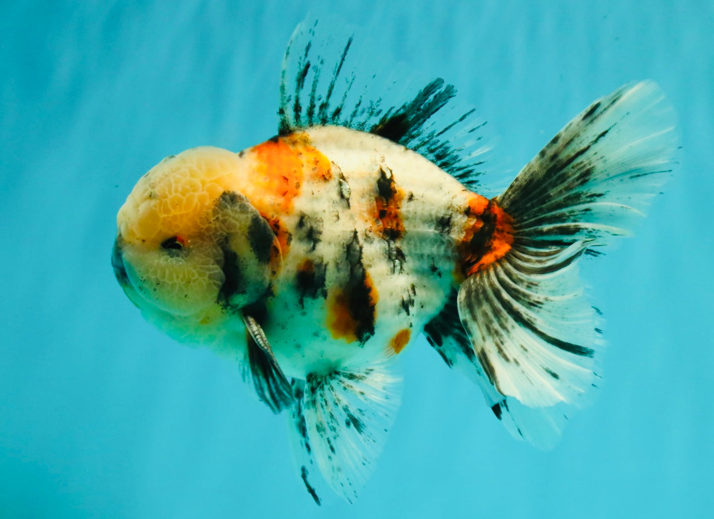 AAA Grade Marble Oranda Male 6-6.5 inches #071026OR_37