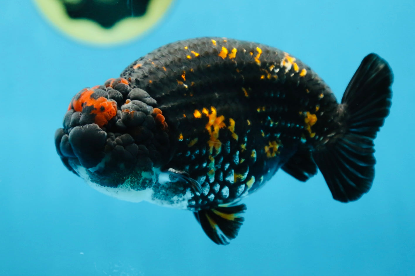 AAA Grade SPECIAL Tiger LionKing 5 inches #082925LC_02