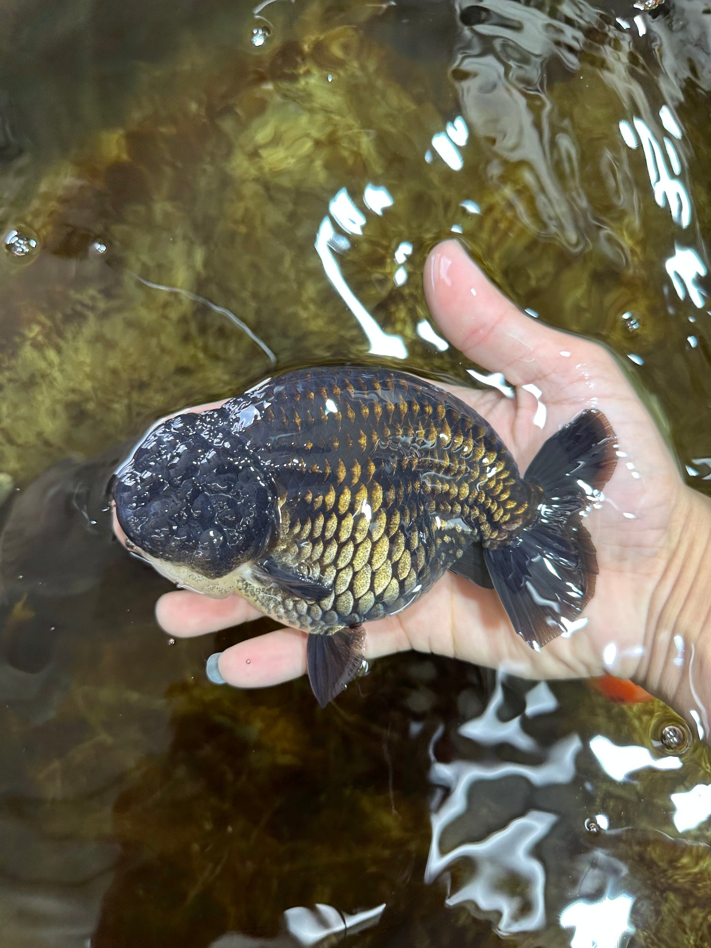 A Grade Black LionKing 5-5.5 inches #080825LC_24