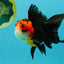 Tricolor Button Eyes Oranda Male 5.5 inches #032026OR_15