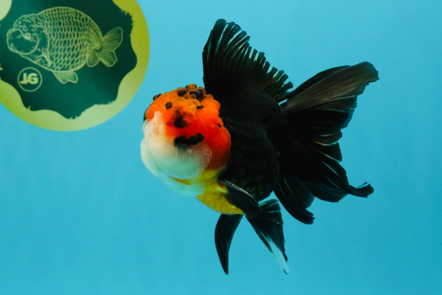 Tricolor Button Eyes Oranda Male 5.5 inches #032026OR_15