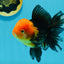 AAA Grade Red Head Apache Oranda Male 5-5.5 inches #112924OR_20