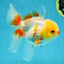 A Grade Red White Oranda Female 5 inches #050925OR_36