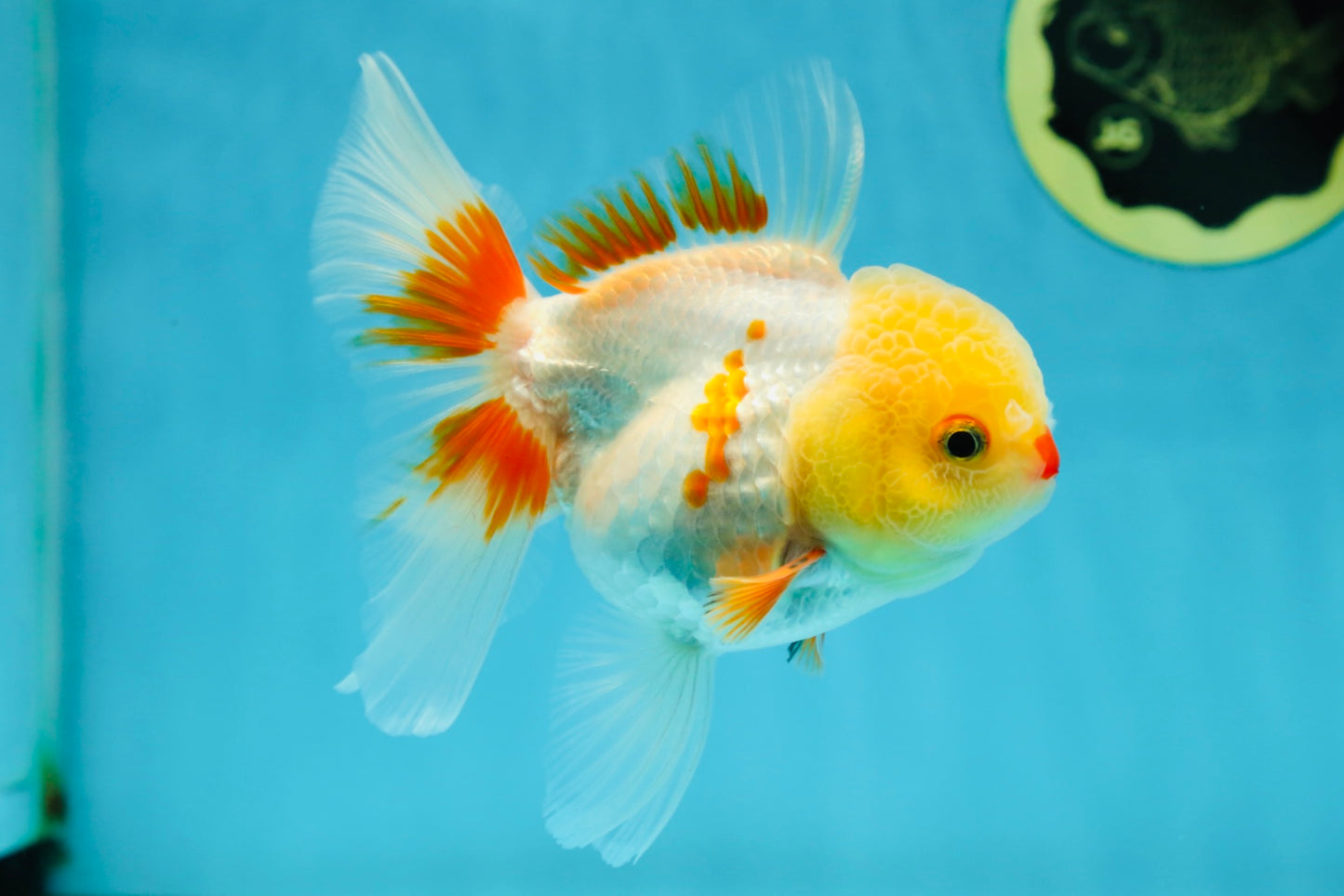 A Grade Red White Oranda Female 5 inches #050925OR_36