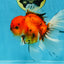 A Grade Sakura Oranda Male 6 inches #110725OR_04
