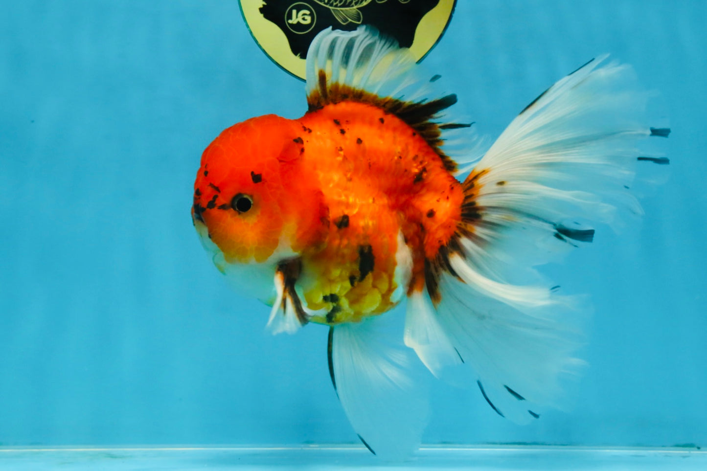 A Grade Sakura Oranda Male 6 inches #110725OR_04