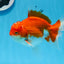 AAA Grade Red White Oranda Male 5.5 inches #0706OR_22