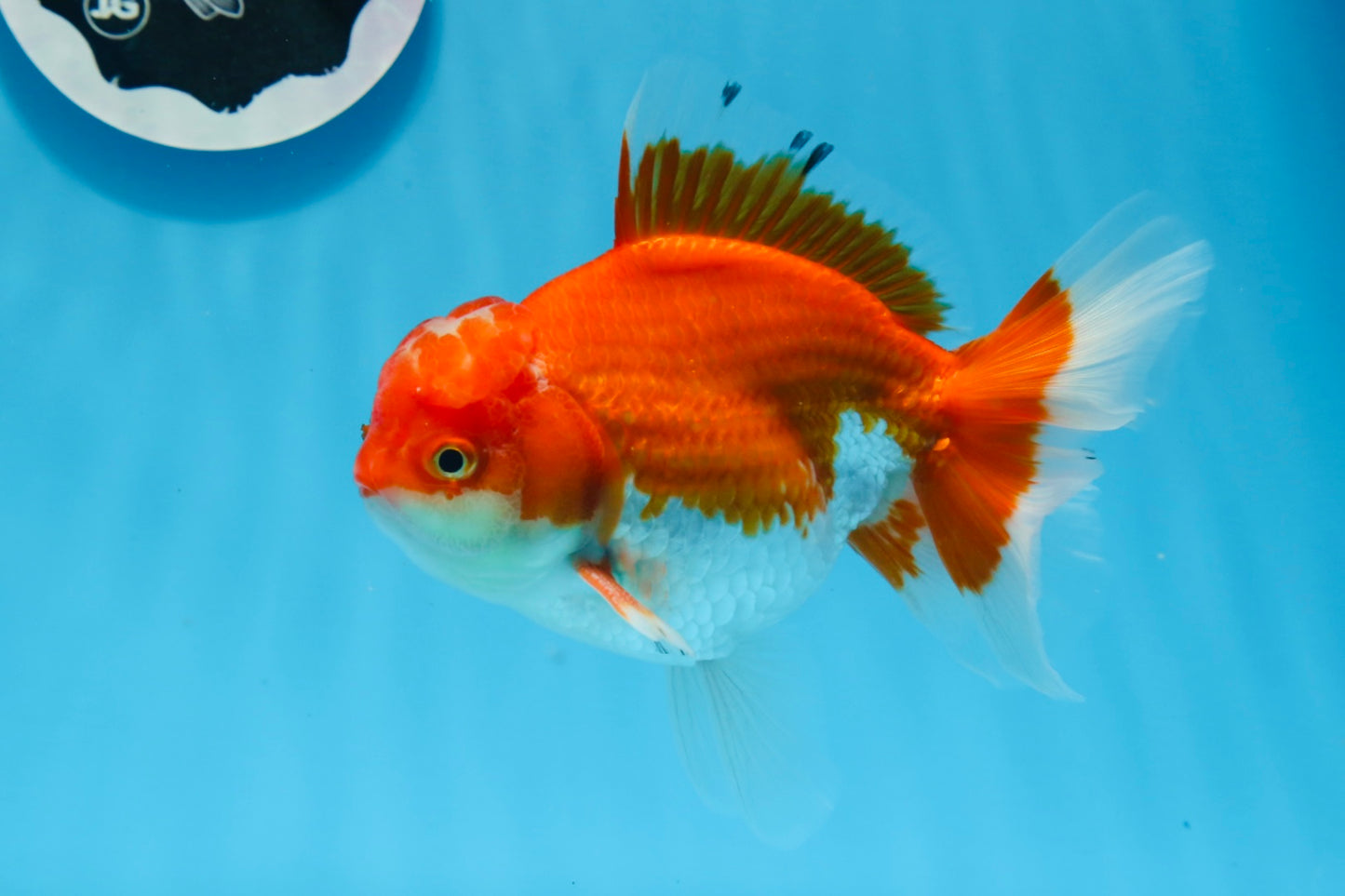 AAA Grade Red White Oranda Male 5.5 inches #0706OR_22