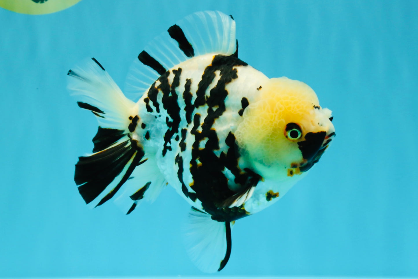 A Grade Special White Tiger Yuanbao Female 6 inches #022726YB_08