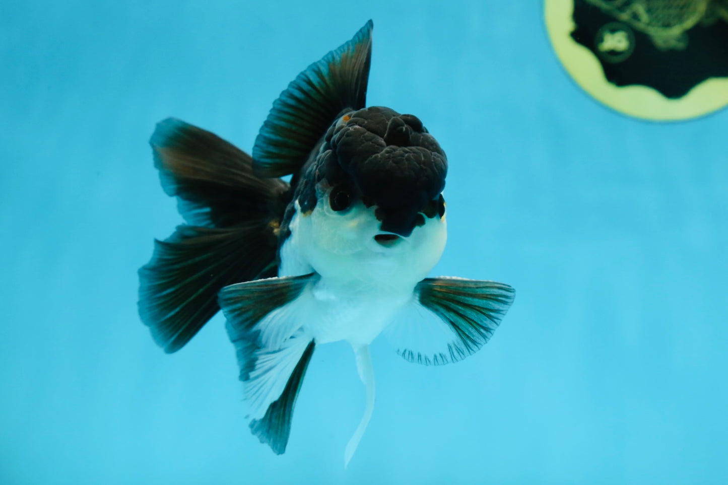 A Grade Young Panda Button W Oranda Male 4.5-5 inches #061325_06