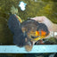 AAA Grade SPECIAL Red White Oranda Male 6.5 inches #080825OR_20