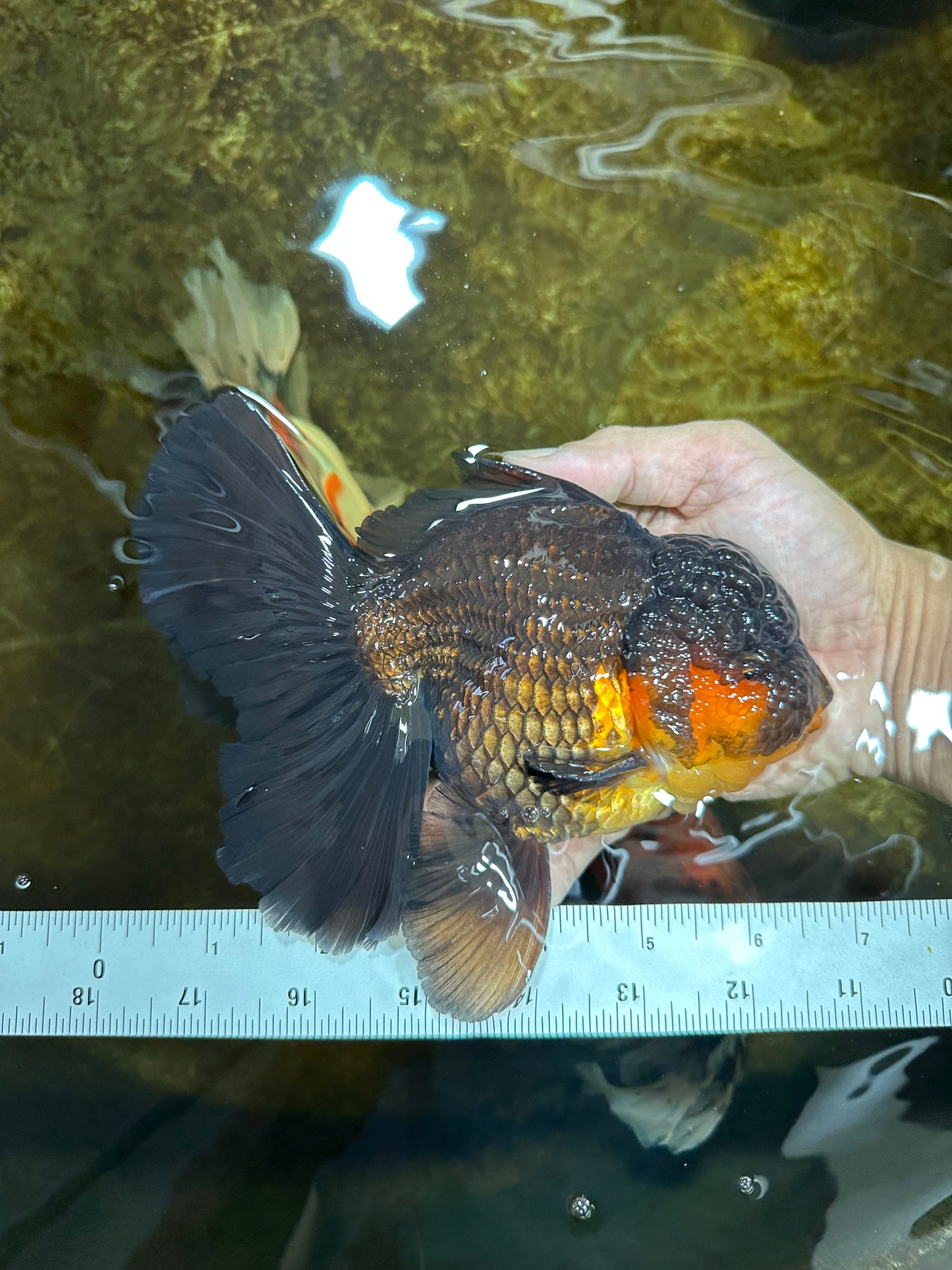 AAA Grade SPECIAL Red White Oranda Male 6.5 inches #080825OR_20