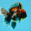 A Grade Kirin Oranda Female 6 inches #110725OR_03