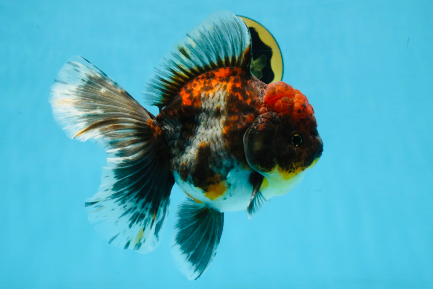 A Grade Kirin Oranda Female 6 inches #110725OR_03