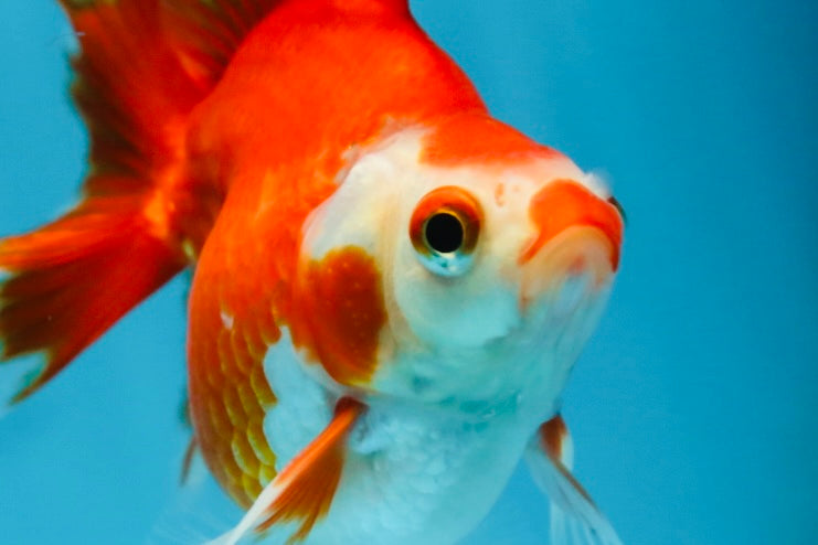 POCKET AAA Grade Small Red White Ryukin Female 3.5-4 inches #082225RK_26