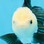 FLUFFY Panda Oranda Male 5-5.5 inches #091925OR_04