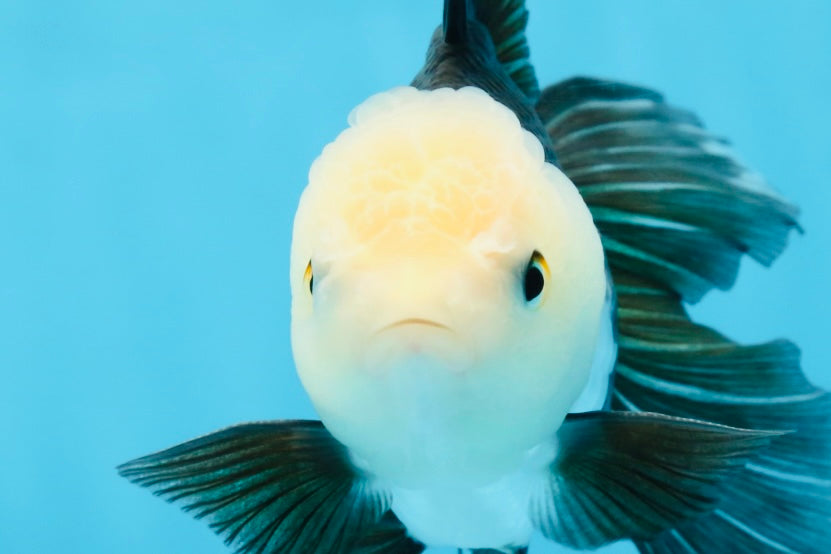 FLUFFY Panda Oranda Male 5-5.5 inches #091925OR_04