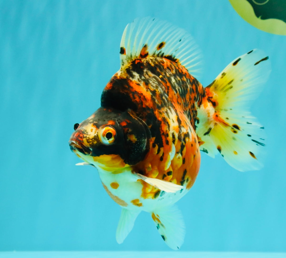 AAA Grade Special Indonesia Calico Ryukin Male 6-6.5 inches #100226RK_01