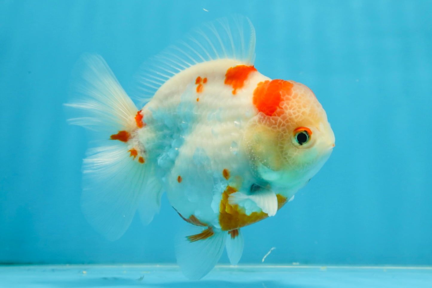 AAA Grade Sakura Kohaku Yuanbao Male 4.5 inches #101025YB_30