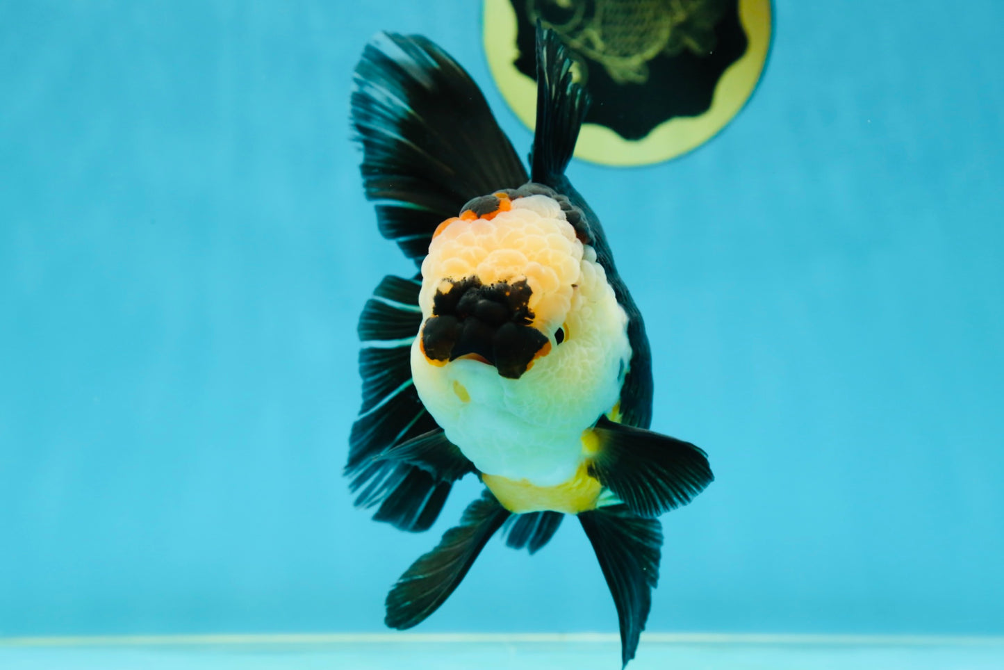AAA Grade Tricolor Oranda Female 5.5-6 inches #050925OR_33