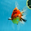 A Grade FANCY Sakura Oranda Male 6 inches #072525OR_16