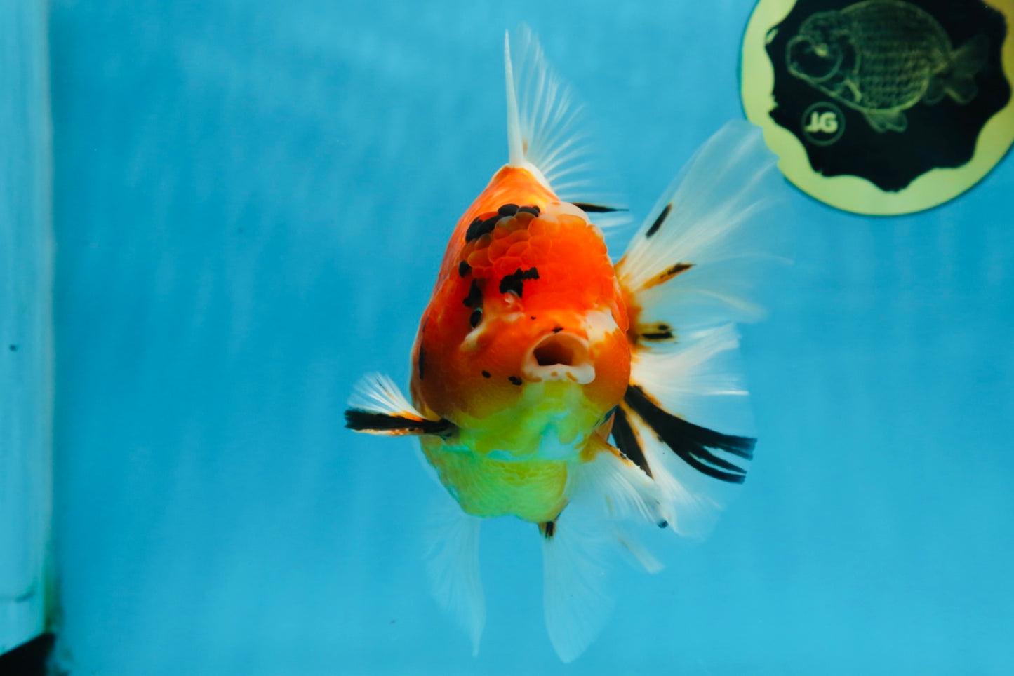 A Grade FANCY Sakura Oranda Male 6 inches #072525OR_16