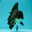 A Grade Impressive Black Oranda Male 5 inches #102524OR_10