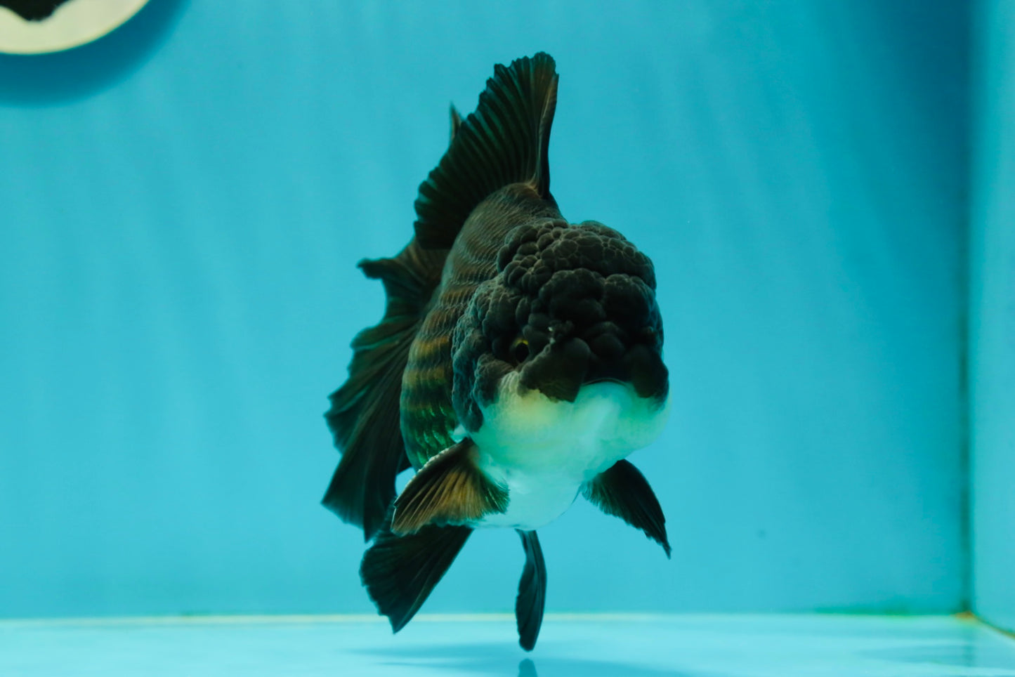 A Grade Impressive Black Oranda Male 5 inches #102524OR_10