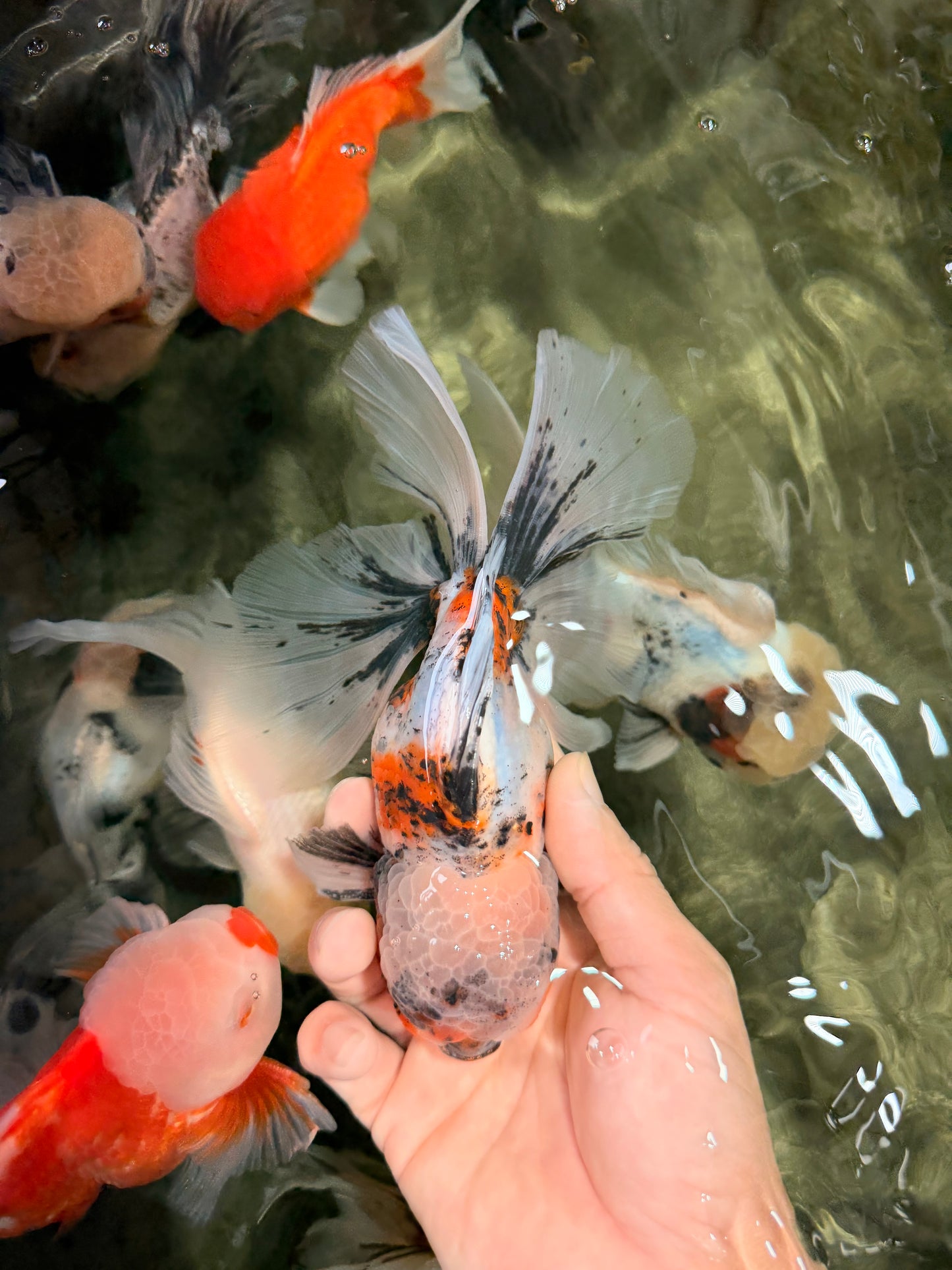 Calico Oranda Male 6.5 inches #072426OR_22