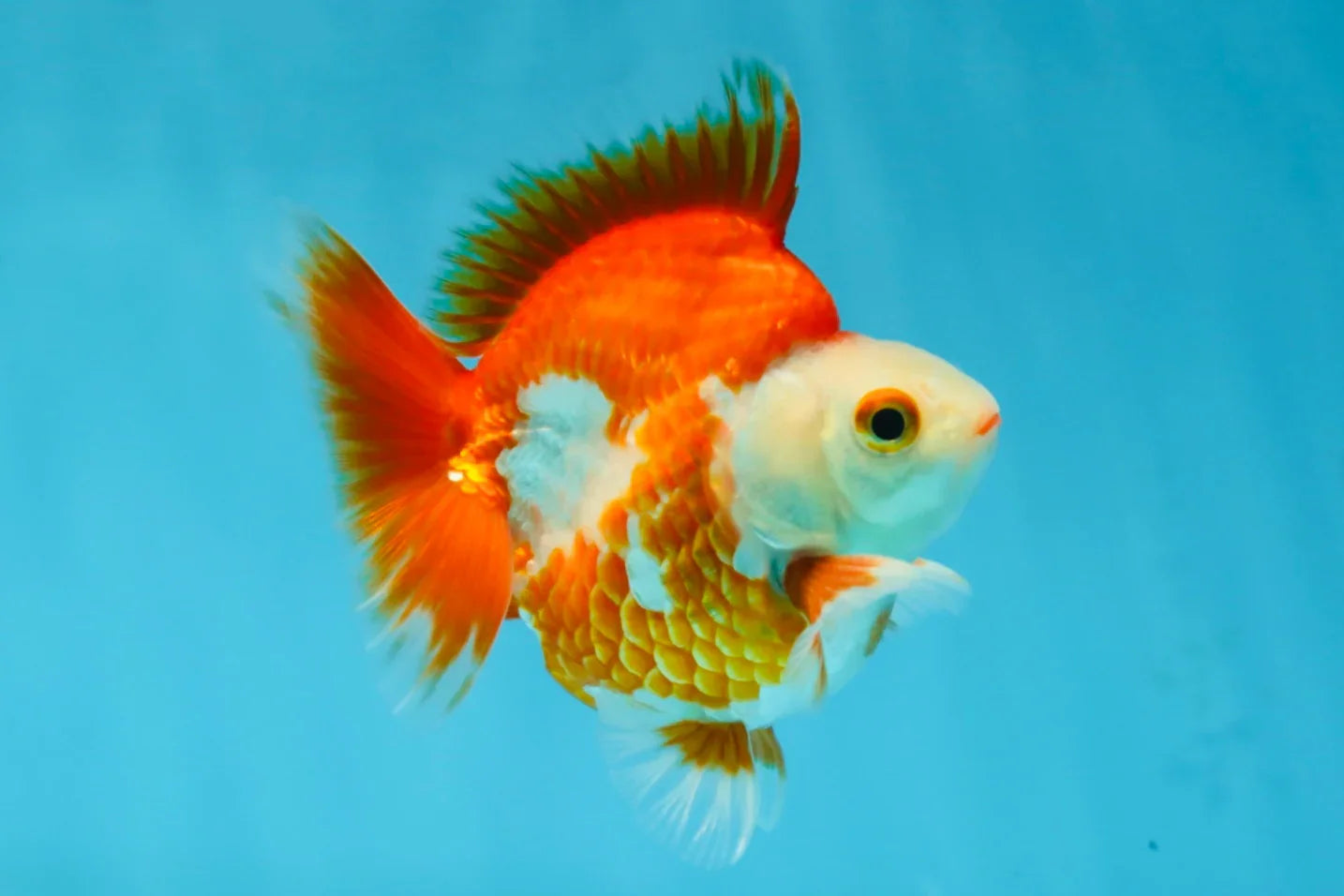 3rd Runner Up SHOW GRADE Red White Ryukin Male 3.5-4 inches #053025RK_9999