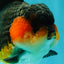 SHOW GRADE CHUBBY Tricolor Yuanbao Male 5 inches #071026YB_08