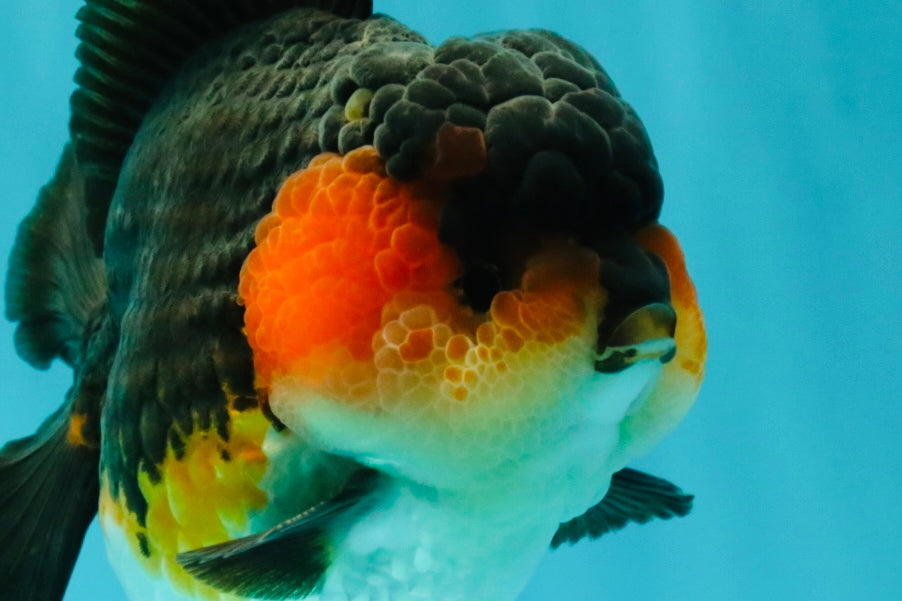 SHOW GRADE CHUBBY Tricolor Yuanbao Male 5 inches #071026YB_08