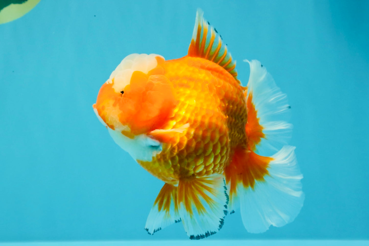 CHONKY AAA Grade Jade Head Red White Oranda Male 6 inches #030626OR_18