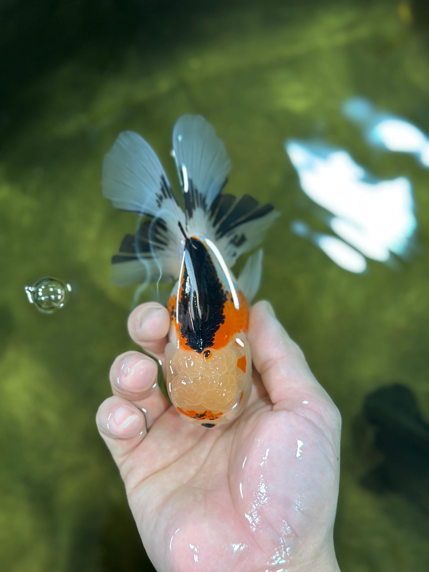 A Grade Button Nose Tricolor Oranda Female 5 inches #020725OR_19