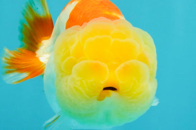 SUPER CUTE A Grade Red White LionQueen Female 4-4.5 inches #042426LC_16