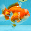 BIG WEN A Grade Red White Yuanbao Male 5 inches #110725YB_09