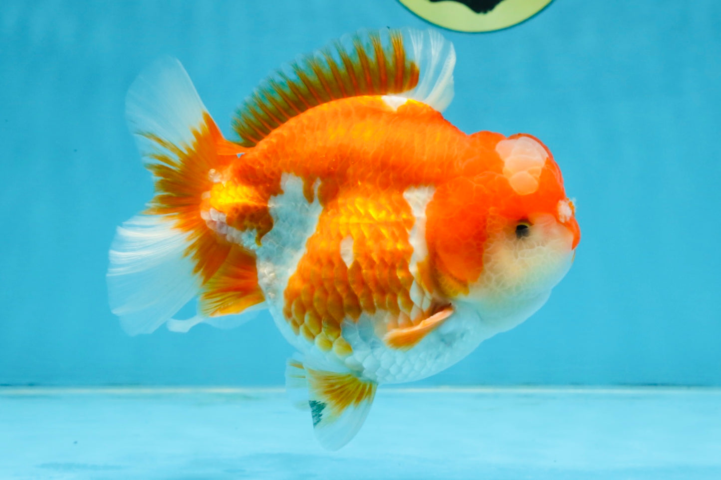 BIG WEN A Grade Red White Yuanbao Male 5 inches #110725YB_09