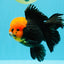 A Grade Red Head Tricolor Oranda Male 5.5-6 inches #030626OR_25