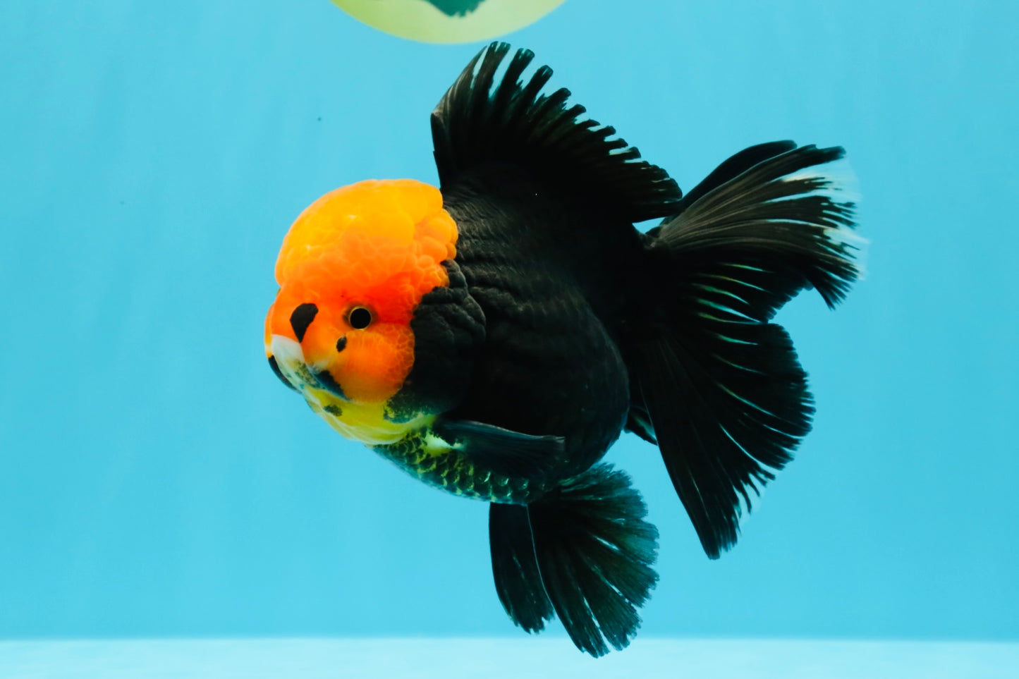 A Grade Red Head Tricolor Oranda Male 5.5-6 inches #030626OR_25